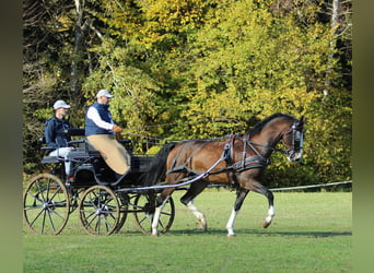 KWPN, Castrone, 4 Anni, 165 cm, Baio