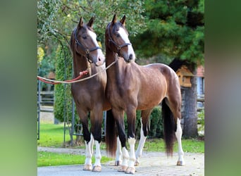 KWPN, Castrone, 4 Anni, 165 cm, Baio