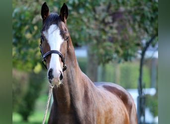 KWPN, Castrone, 4 Anni, 165 cm, Baio