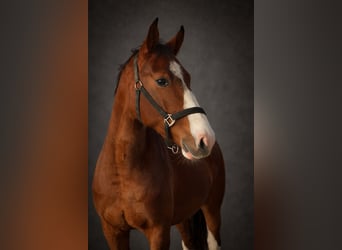 KWPN, Castrone, 4 Anni, 165 cm, Baio