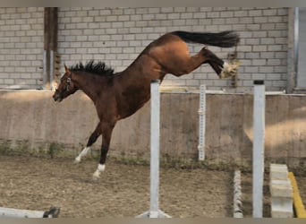 KWPN, Castrone, 4 Anni, 165 cm, Baio