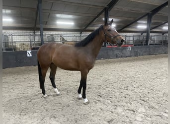KWPN, Castrone, 4 Anni, 165 cm, Baio