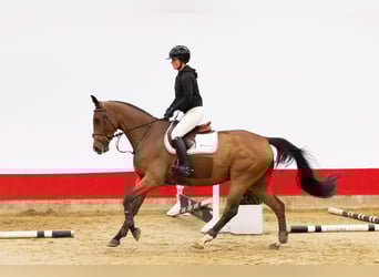 KWPN, Castrone, 4 Anni, 165 cm, Baio