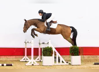 KWPN, Castrone, 4 Anni, 165 cm, Baio