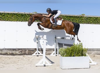 KWPN, Castrone, 4 Anni, 165 cm, Baio