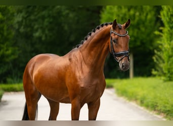 KWPN, Castrone, 4 Anni, 165 cm, Baio ciliegia