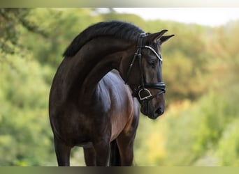 KWPN, Castrone, 4 Anni, 165 cm, Baio scuro