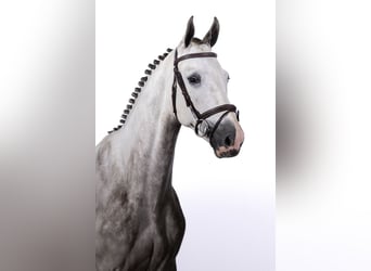 KWPN, Castrone, 4 Anni, 165 cm, Grigio