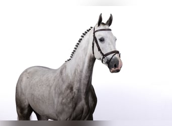 KWPN, Castrone, 4 Anni, 165 cm, Grigio