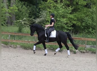 KWPN, Castrone, 4 Anni, 165 cm, Morello