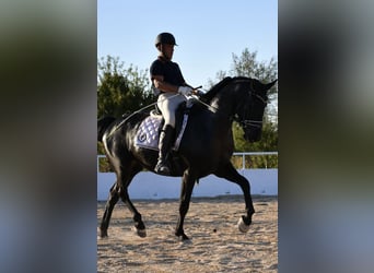 KWPN, Castrone, 4 Anni, 165 cm, Morello