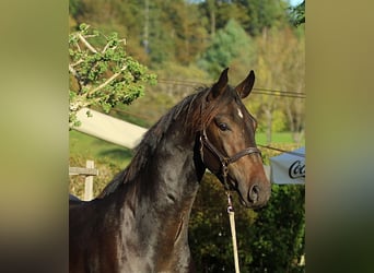 KWPN, Castrone, 4 Anni, 166 cm, Baio