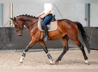 KWPN, Castrone, 4 Anni, 166 cm, Baio