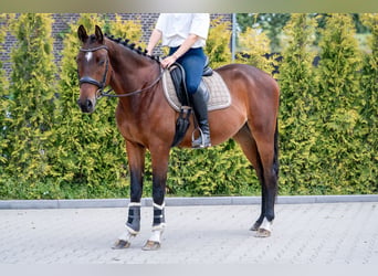 KWPN, Castrone, 4 Anni, 166 cm, Baio