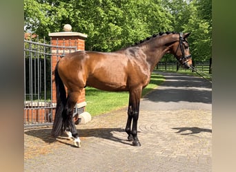 KWPN, Castrone, 4 Anni, 166 cm, Baio