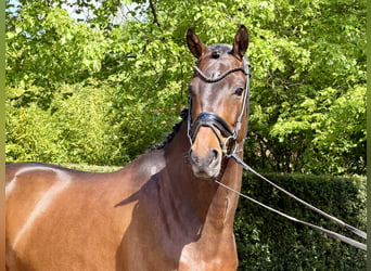 KWPN, Castrone, 4 Anni, 166 cm, Baio