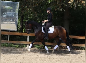 KWPN, Castrone, 4 Anni, 166 cm, Baio