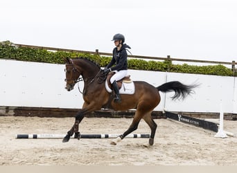KWPN, Castrone, 4 Anni, 166 cm, Baio scuro