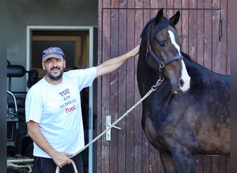 KWPN, Castrone, 4 Anni, 166 cm, Morello
