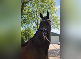 KWPN, Castrone, 4 Anni, 166 cm, Morello