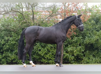 KWPN, Castrone, 4 Anni, 166 cm, Morello