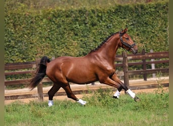 KWPN, Castrone, 4 Anni, 167 cm, Baio