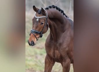 KWPN, Castrone, 4 Anni, 167 cm, Baio