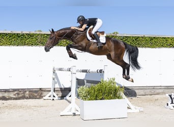 KWPN, Castrone, 4 Anni, 167 cm, Baio