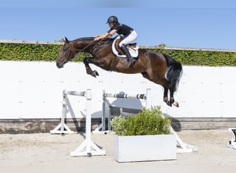 KWPN, Castrone, 4 Anni, 167 cm, Baio