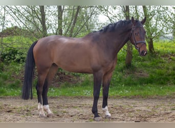 KWPN, Castrone, 4 Anni, 167 cm, Baio nero