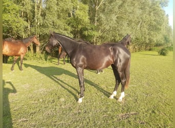 KWPN, Castrone, 4 Anni, 167 cm, Baio nero