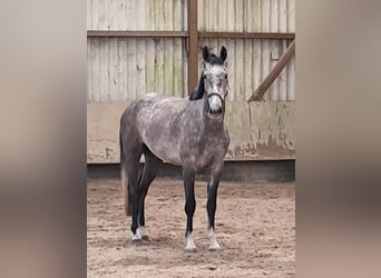 KWPN, Castrone, 4 Anni, 167 cm, Grigio pezzato