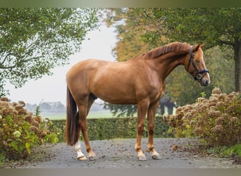 KWPN, Castrone, 4 Anni, 167 cm, Sauro