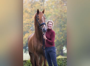 KWPN, Castrone, 4 Anni, 167 cm, Sauro