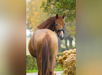 KWPN, Castrone, 4 Anni, 167 cm, Sauro