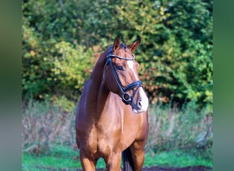 KWPN, Castrone, 4 Anni, 168 cm, Baio