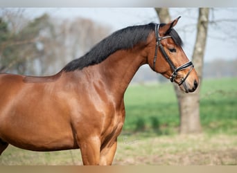 KWPN, Castrone, 4 Anni, 168 cm, Baio