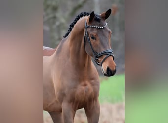 KWPN, Castrone, 4 Anni, 168 cm, Baio