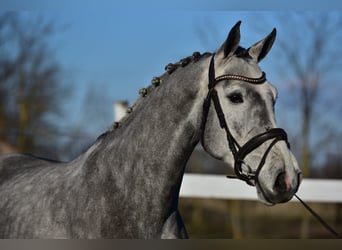 KWPN, Castrone, 4 Anni, 168 cm, Grigio