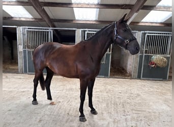 KWPN, Castrone, 4 Anni, 168 cm, Morello