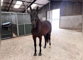 KWPN, Castrone, 4 Anni, 168 cm, Morello