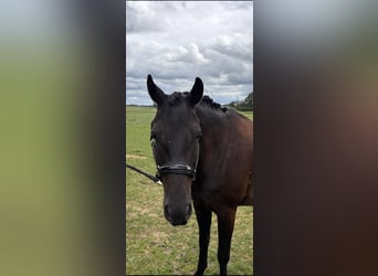 KWPN, Castrone, 4 Anni, 168 cm, Morello