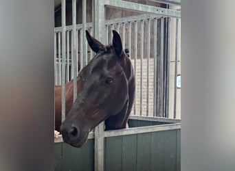 KWPN, Castrone, 4 Anni, 168 cm, Morello