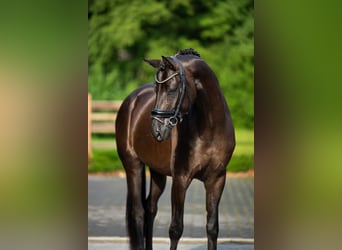 KWPN, Castrone, 4 Anni, 168 cm, Morello