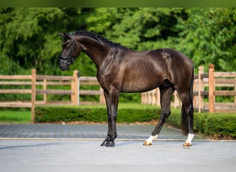 KWPN, Castrone, 4 Anni, 168 cm, Morello