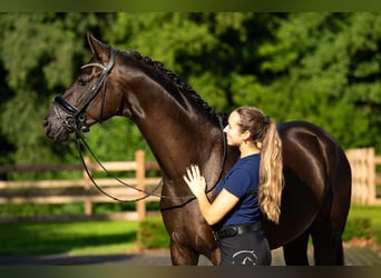 KWPN, Castrone, 4 Anni, 168 cm, Morello