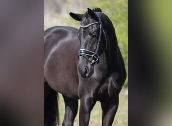 KWPN, Castrone, 4 Anni, 168 cm, Morello