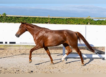KWPN, Castrone, 4 Anni, 168 cm, Sauro