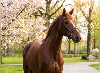 KWPN, Castrone, 4 Anni, 168 cm, Sauro scuro