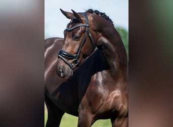 KWPN, Castrone, 4 Anni, 168 cm, Sauro scuro